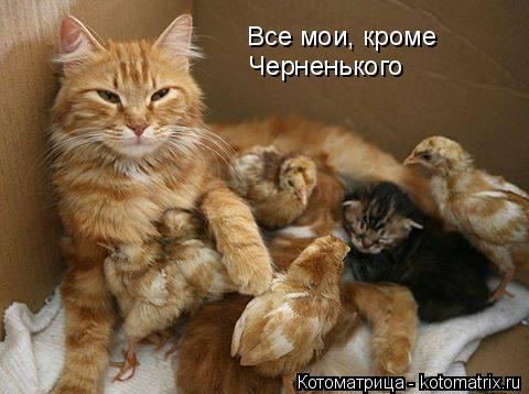 Все мои, кроме Черненького... Котоматрица: Все мои, кроме Черненького
