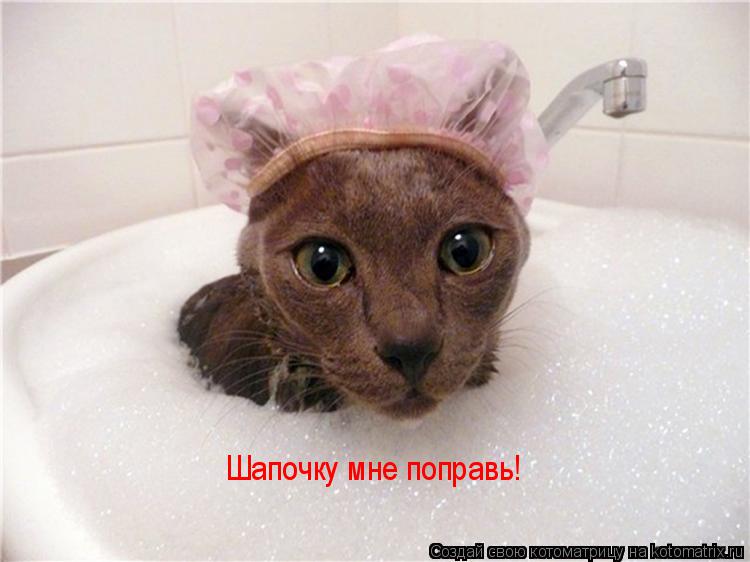 Шапочку мне поправь!... Котоматрица: Шапочку мне поправь!