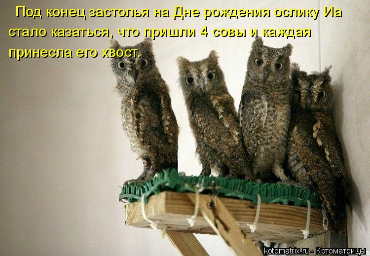 Котоматрица: Под конец застолья на Дне рождения ослику Иа принесла его хвост. стало казаться, что пришли 4 совы и каждая