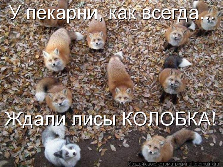 У пекарни, как всегда... Ждали лисы КОЛОБКА!... Котоматрица: У пекарни, как всегда... Ждали лисы КОЛОБКА!