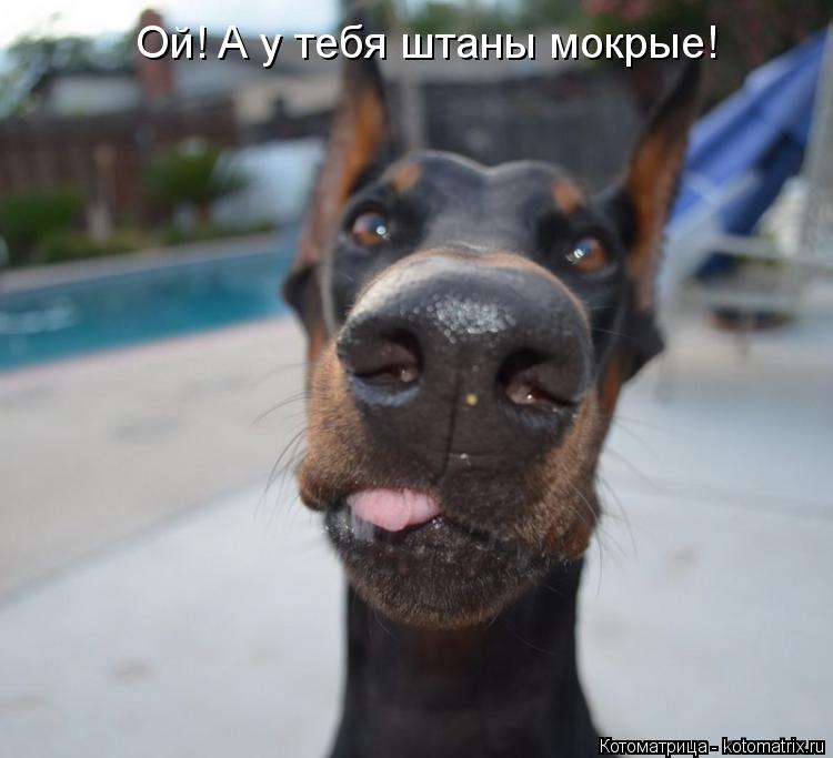 Котоматрица: Ой! А у тебя штаны мокрые!