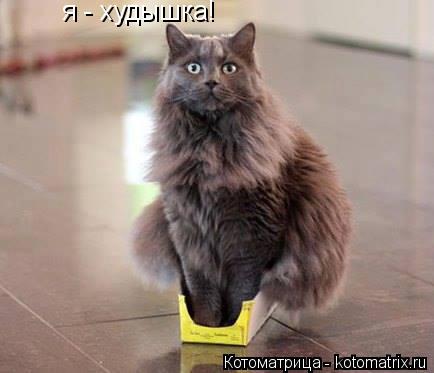 я - худышка!... Котоматрица: я - худышка!