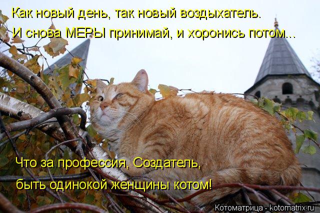 Котоматрица: Как новый день, так новый воздыхатель. И снова МЕРЫ принимай, и хоронись потом... Что за профессия, Создатель,  быть одинокой женщины котом!