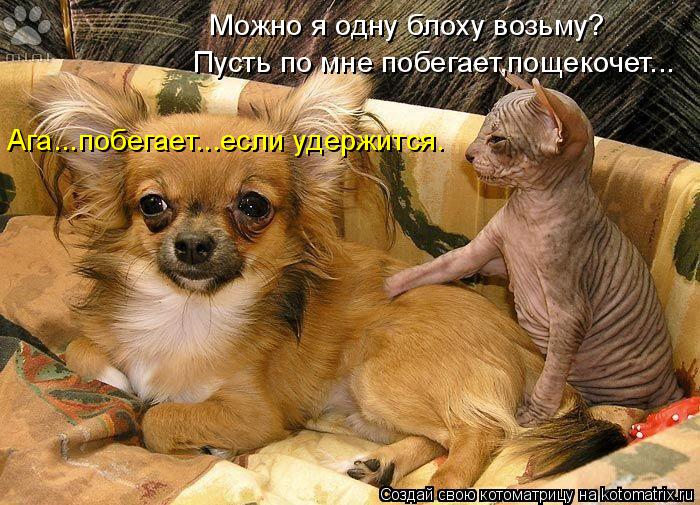 Котоматрица: Можно я одну блоху возьму? Пусть по мне побегает,пощекочет... Ага...побегает...если удержится.