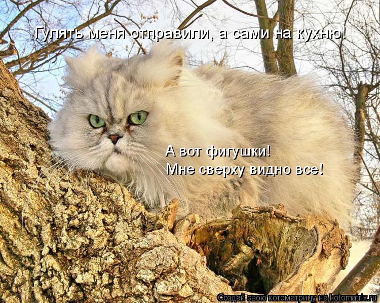 Котоматрица: Мне сверху видно все! А вот фигушки! Гулять меня отправили, а сами на кухню!