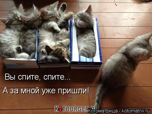 Котоматрица: Вы спите, спите... А за мной уже пришли!