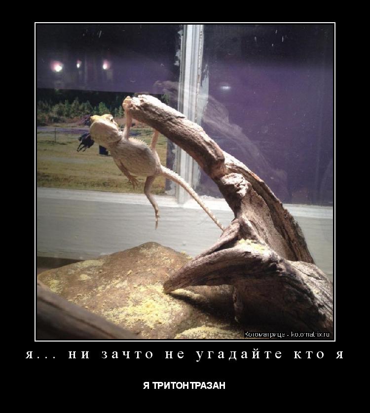 Котоматрица: я... ни зачто не угадайте кто я Я ТРИТОНТРАЗАН