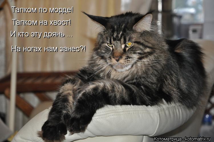 Котоматрица: И кто эту дрянь ... Тапком по морде!  Тапком на хвост! На ногах нам занес?!