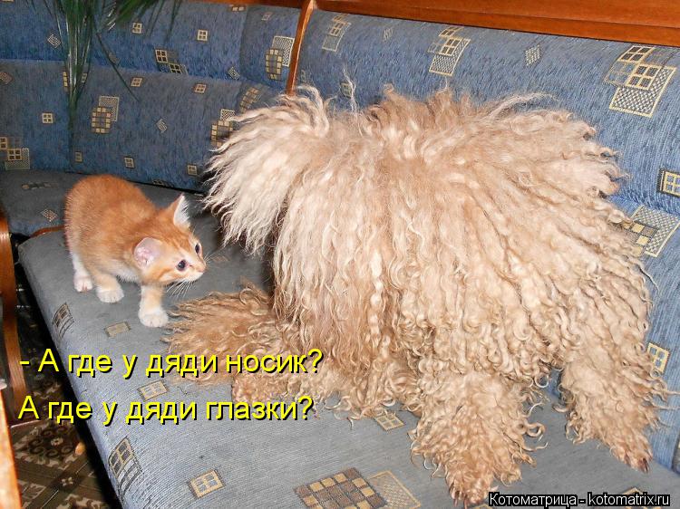 Котоматрица: - А где у дяди носик? А где у дяди глазки?