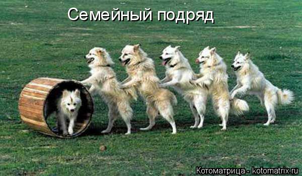 Котоматрица: Семейный подряд