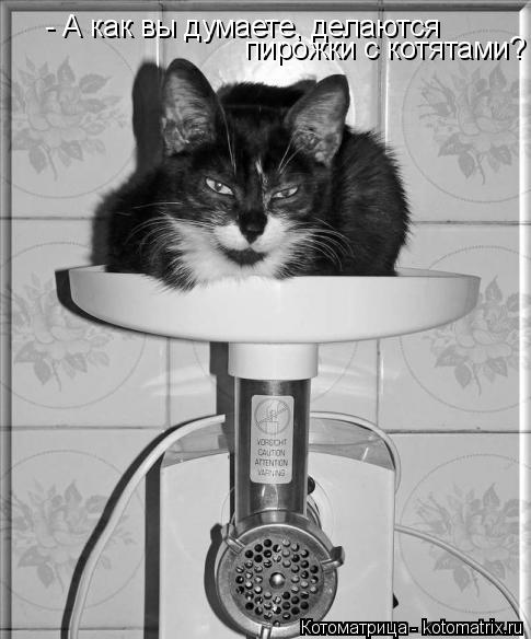 Котоматрица: - А как вы думаете, делаются пирожки с котятами?