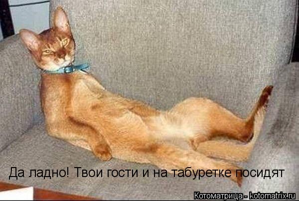 Да ладно! Твои гости и на табуретке посидят... Котоматрица: Да ладно! Твои гости и на табуретке посидят