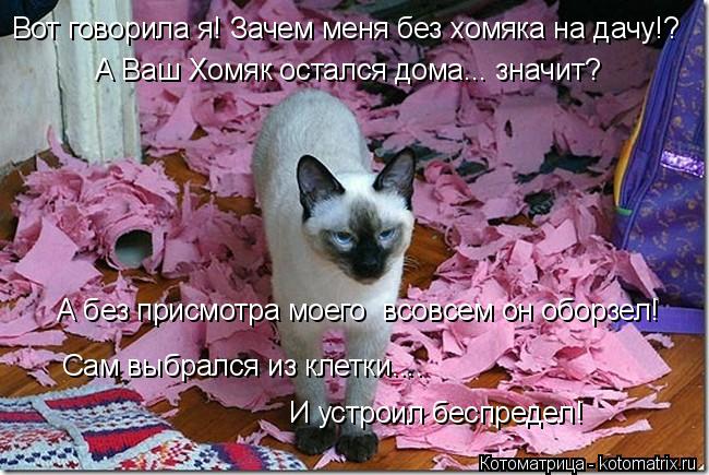 Котоматрица: А Ваш Хомяк остался дома... значит? А без присмотра моего  всовсем он оборзел!  Сам выбрался из клетки....  И устроил беспредел!    Вот говорила я!