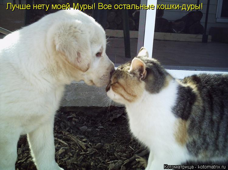 Котоматрица: Лучше нету моей Муры! Все остальные кошки-дуры!