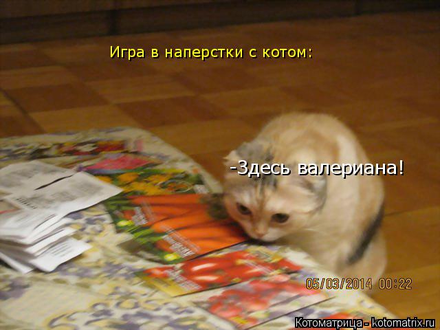 Котоматрица: -Здесь валериана! Игра в наперстки с котом: