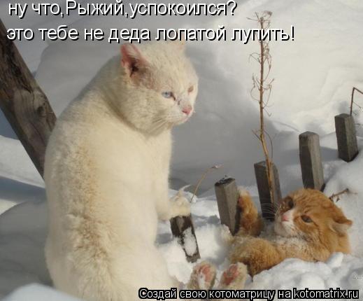 ну что,Рыжий,успокоился? это тебе не деда лопатой лупить!... Котоматрица: ну что,Рыжий,успокоился? это тебе не деда лопатой лупить!