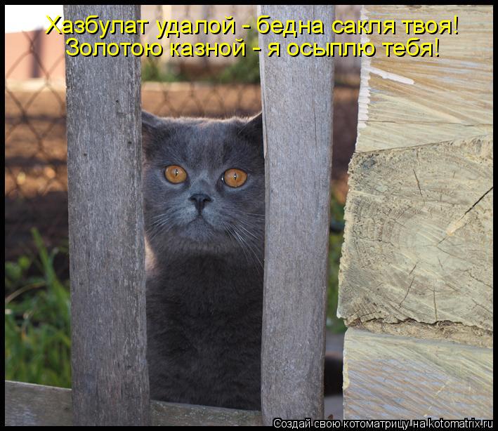 Котоматрица: Хазбулат удалой - бедна сакля твоя! Золотою казной - я осыплю тебя!