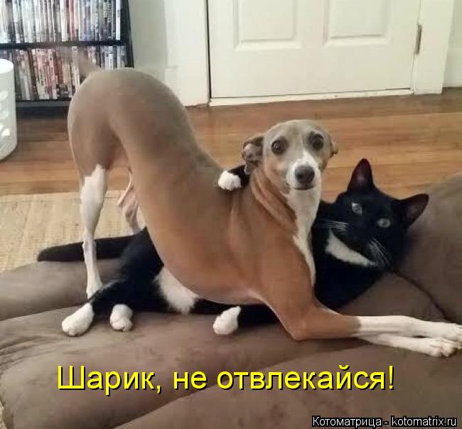 Шарик, не отвлекайся!... Котоматрица: Шарик, не отвлекайся!
