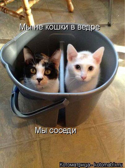 Мы не кошки в ведре Мы соседи... Котоматрица: Мы не кошки в ведре Мы соседи