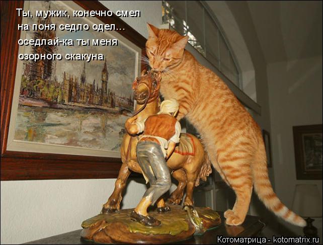 Ты, мужик, конечно смел на поня седло одел... оседлай-ка ты меня озорного скакуна... Котоматрица: Ты, мужик, конечно смел на поня седло одел... оседлай-ка ты меня озорного скакуна
