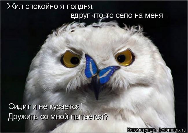 Котоматрица: Жил спокойно я полдня,  вдруг что-то село на меня... Сидит и не кусается! Дружить со мной пытается?