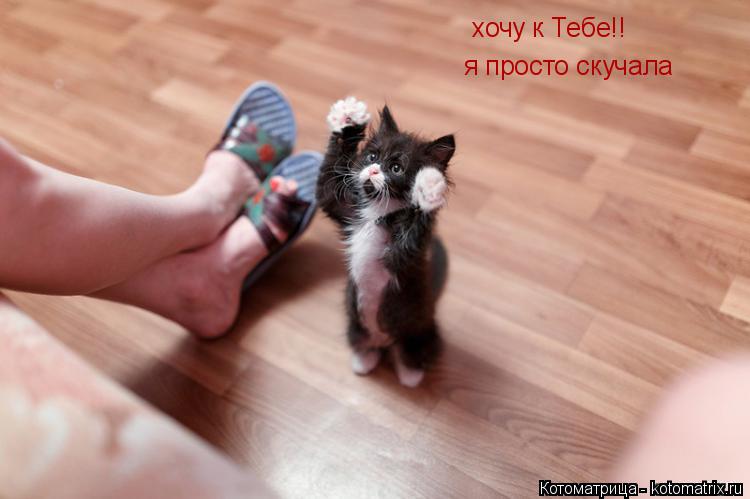 хочу к Тебе!! я просто скучала... Котоматрица: хочу к Тебе!! я просто скучала