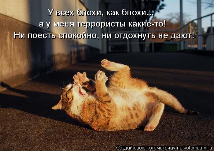 У всех блохи, как блохи... а у меня террористы какие-то! Ни поесть спокойно, ни отдохнуть не дают!... Котоматрица: У всех блохи, как блохи... а у меня террористы какие-то! Ни поесть спокойно, ни отдохнуть не дают!