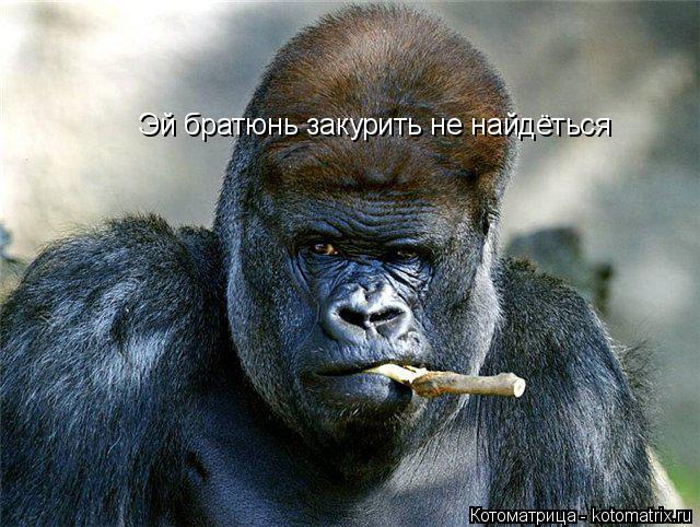 Эй братюнь закурить не найдёться... Котоматрица: Эй братюнь закурить не найдёться