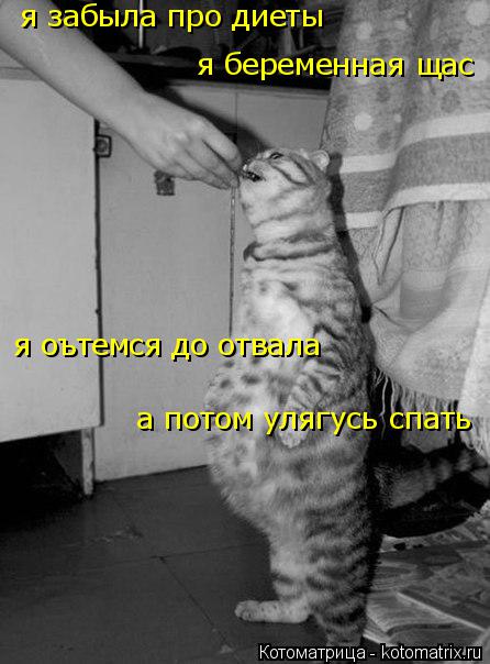 Котоматрица: я забыла про диеты я беременная щас я оътемся до отвала  а потом улягусь спать