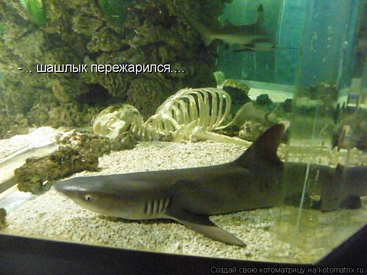 - .. шашлык пережарился....... Котоматрица: - .. шашлык пережарился....