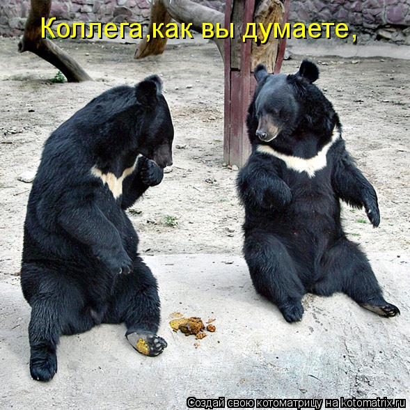 Коллега,как вы думаете,... Котоматрица: Коллега,как вы думаете,