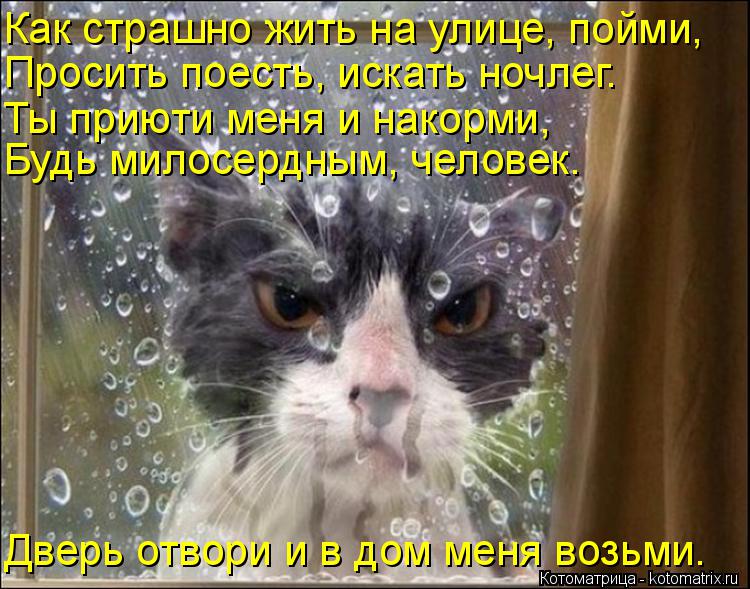 Как страшно жить на улице, пойми, Просить поесть, искать ночлег. Ты приюти меня и накорми, Будь милос... Котоматрица: Как страшно жить на улице, пойми, Просить поесть, искать ночлег. Ты приюти меня и накорми, Будь милосердным, человек. Дверь отвори и в дом мен