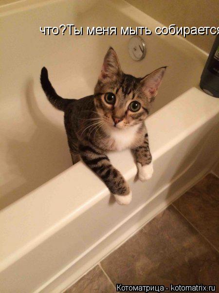 Котоматрица: что?Ты меня мыть собирается?Ех ,трудно быть котиком!