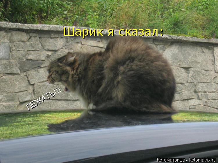 Шарик я сказал: ЛЕЖАТЬ!!!... Котоматрица: Шарик я сказал: ЛЕЖАТЬ!!!