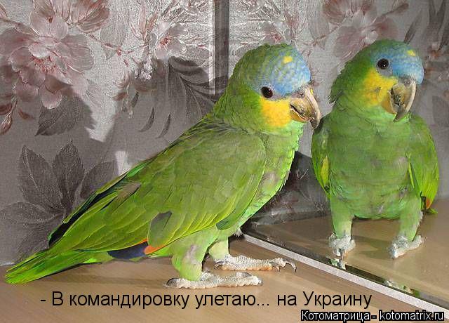 Котоматрица: - В командировку улетаю... на Украину