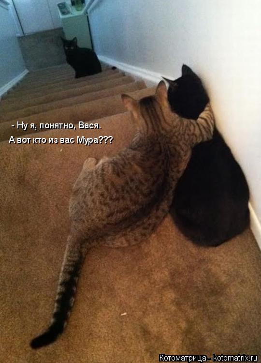Котоматрица: - Ну я, понятно, Вася.  А вот кто из вас Мура???