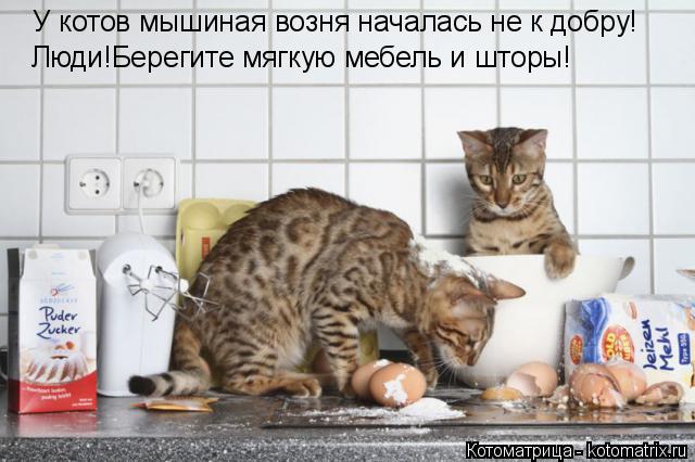 У котов мышиная возня началась не к добру! Люди!Берегите мягкую мебель и шторы!... Котоматрица: У котов мышиная возня началась не к добру! Люди!Берегите мягкую мебель и шторы!