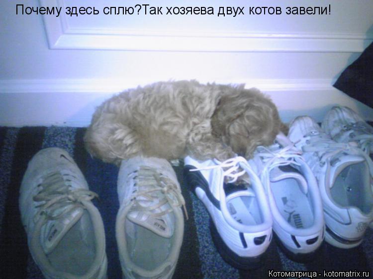 Котоматрица: Почему здесь сплю?Так хозяева двух котов завели!