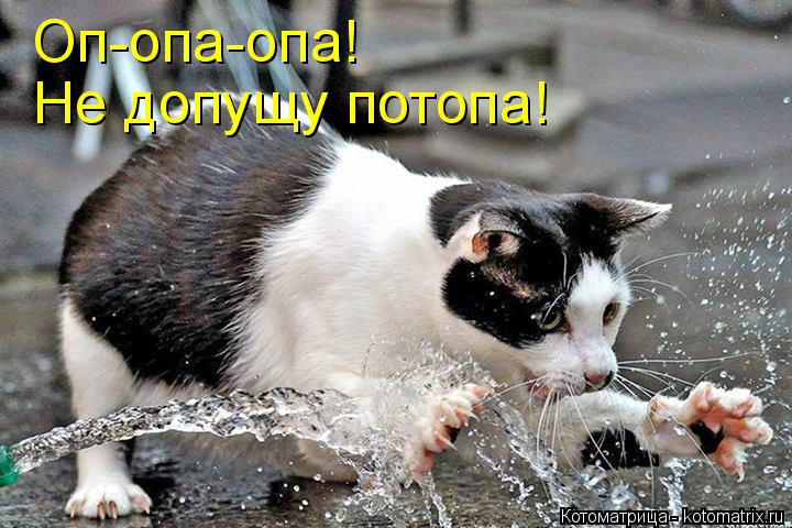 Котоматрица: Оп-опа-опа!  Не допущу потопа!