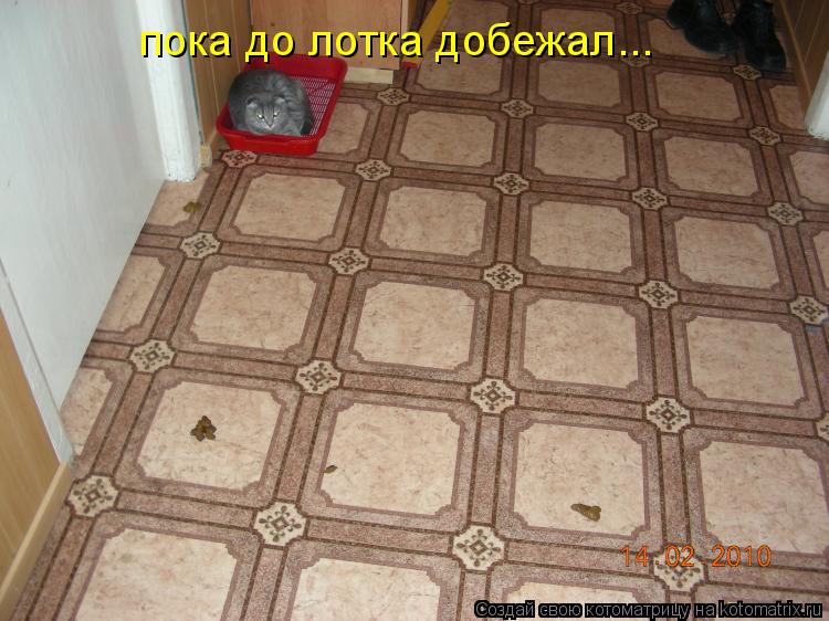 пока до лотка добежал...... Котоматрица: пока до лотка добежал...