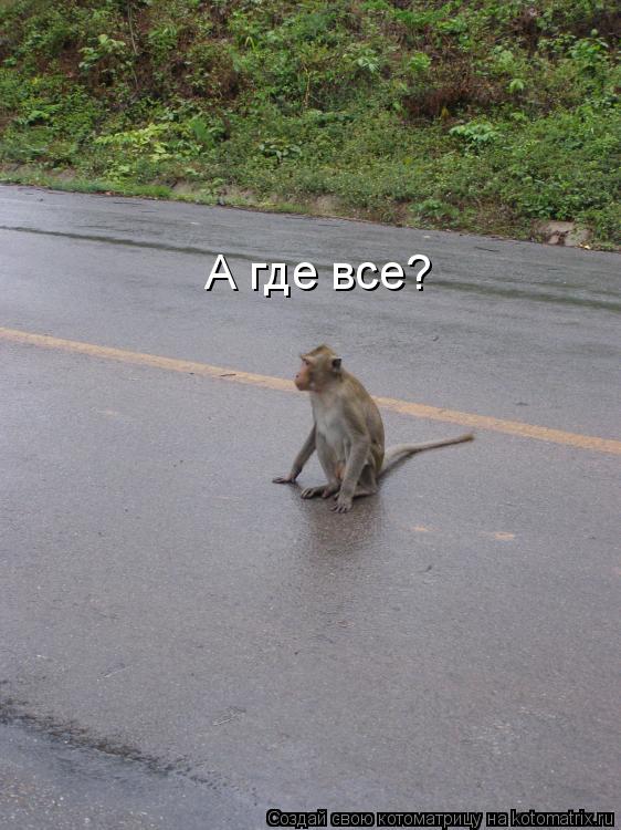 Котоматрица: А где все?