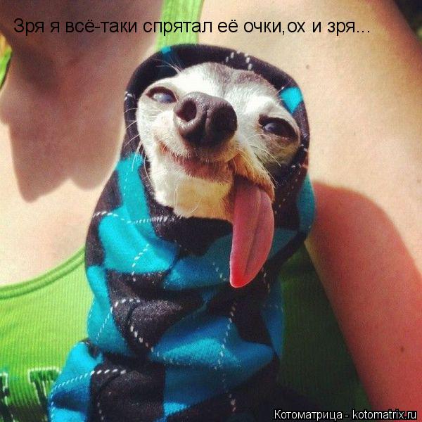 Зря я всё-таки спрятал её очки,ох и зря...... Котоматрица: Зря я всё-таки спрятал её очки,ох и зря...