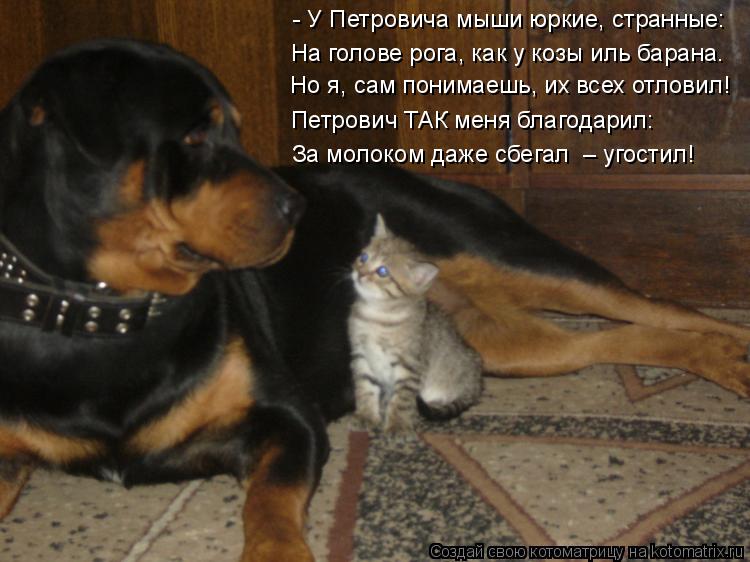 Котоматрица: - У Петровича мыши юркие, странные: На голове рога, как у козы иль барана. Но я, сам понимаешь, их всех отловил! Петрович ТАК меня благодарил:    
