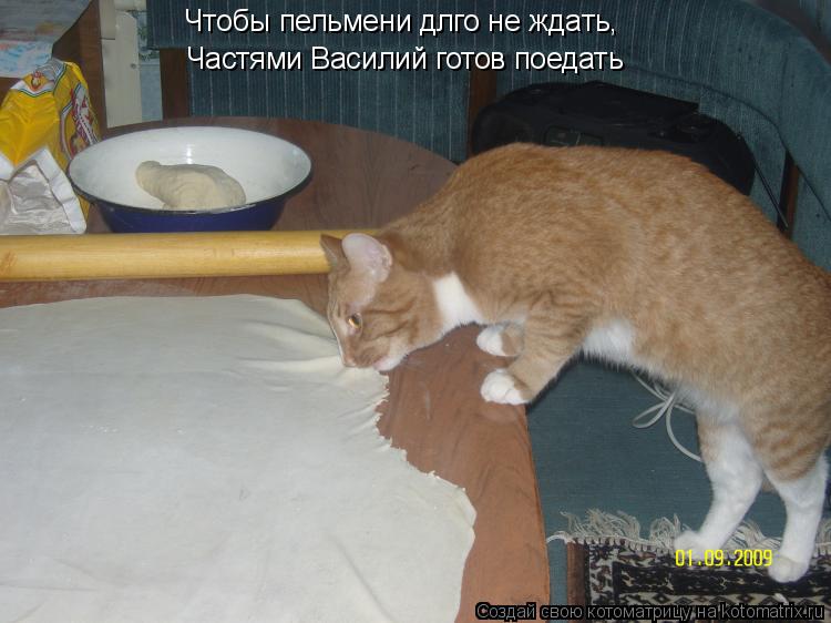 Котоматрица: Чтобы пельмени длго не ждать, Частями Василий готов поедать