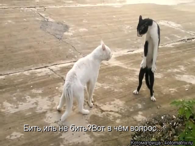 Бить,иль не бить?Вот в чём вопрос...... Котоматрица: Бить,иль не бить?Вот в чём вопрос...