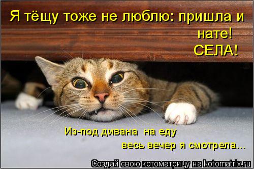 весь вечер я смотрела... Из-под дивана на еду Я тёщу тоже не люблю: пришла и СЕЛА! нате!... Котоматрица: весь вечер я смотрела... Из-под дивана на еду Я тёщу тоже не люблю: пришла и СЕЛА! нате!