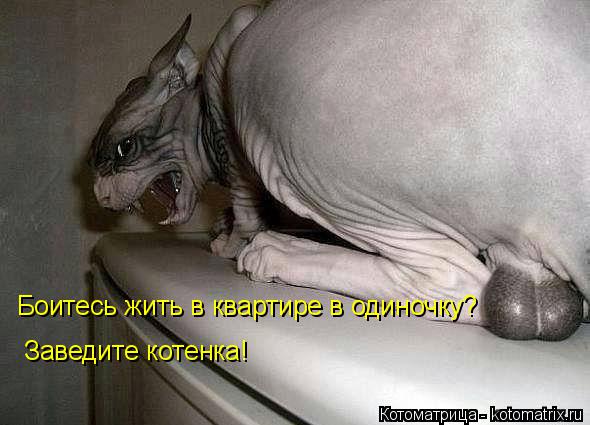 Боитесь жить в квартире в одиночку? Заведите котенка!... Котоматрица: Боитесь жить в квартире в одиночку? Заведите котенка!
