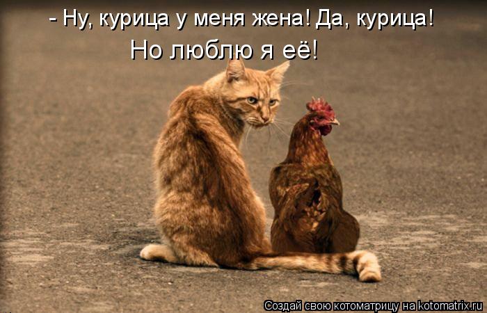 Котоматрица: - Ну, курица у меня жена! Да, курица! Но люблю я её!