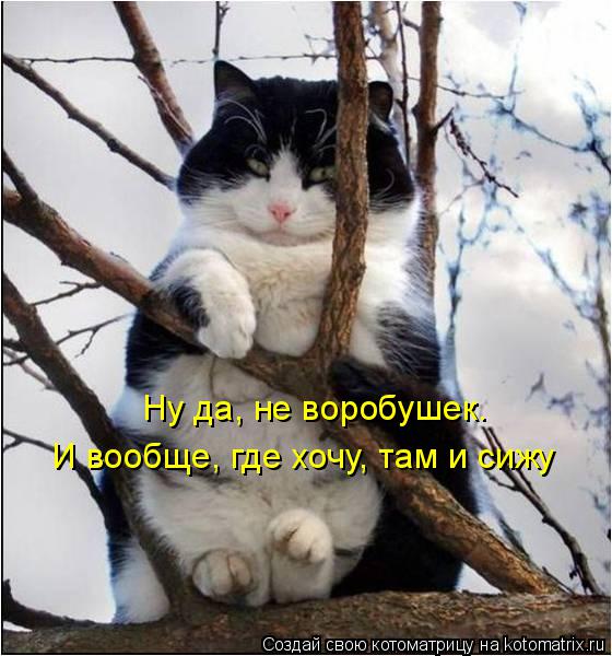 Ну да, не воробушек. И вообще, где хочу, там и сижу... Котоматрица: Ну да, не воробушек. И вообще, где хочу, там и сижу