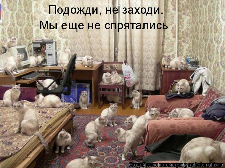 Котоматрица: Подожди, не заходи. Мы еще не спрятались